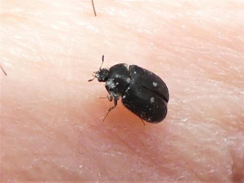 Attagenus pellio